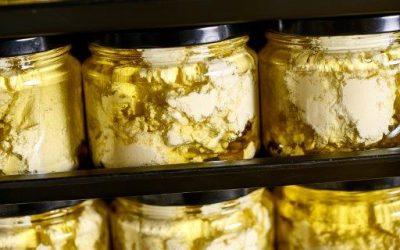 Binnorie-Dairy_David-Griffen-002-1